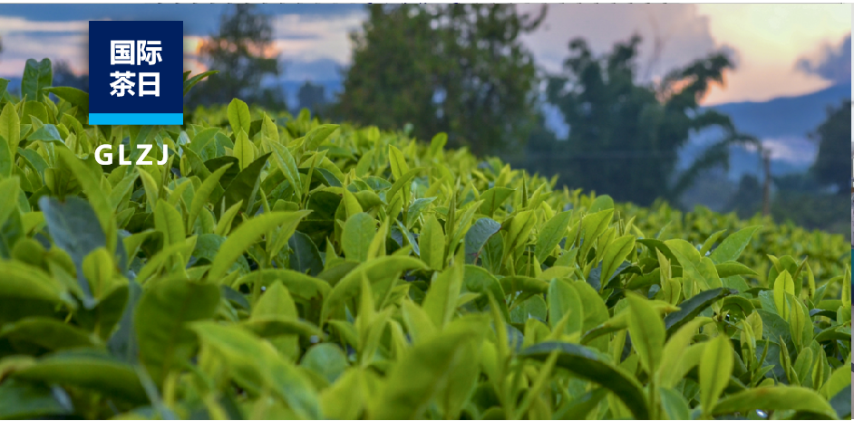 國際茶日 | 科學檢測賦能茶企突圍與品質升級